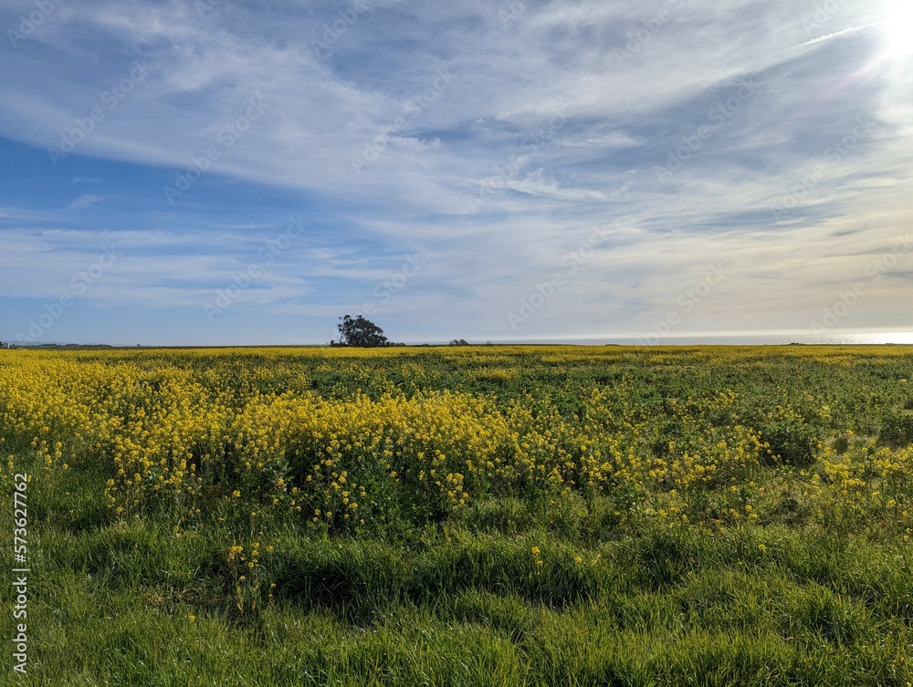 CowellPurisima Trail Head farmland, farm field landscape, wildflower farm field, Half Moon Bay