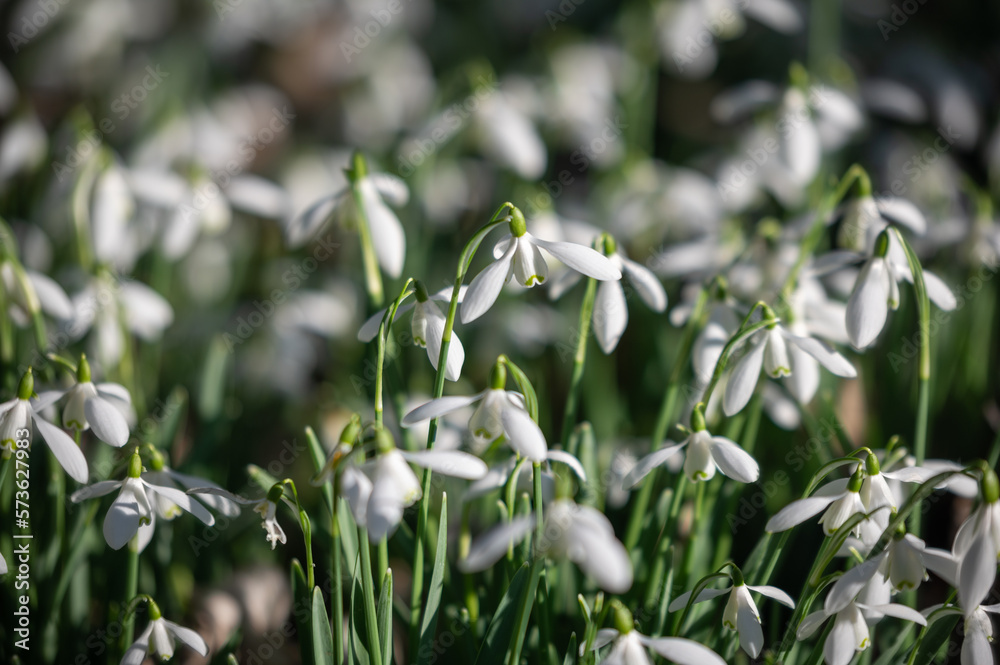 Beautiful first flowers snowdrops in spring forest.  The arrival of spring. 