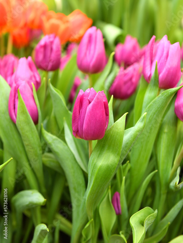 Purple Prince Triumph Tulips, rich purple color and slightly scalloped edges of petals give this tulip added deminision