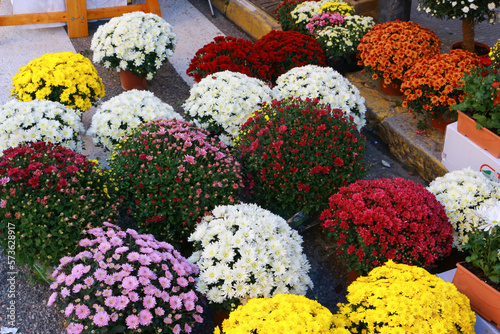 Flowers for sale