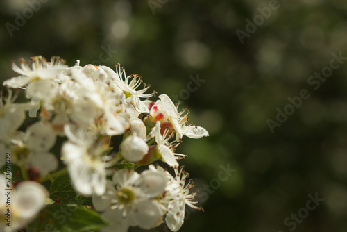 Flower in the air © Carles