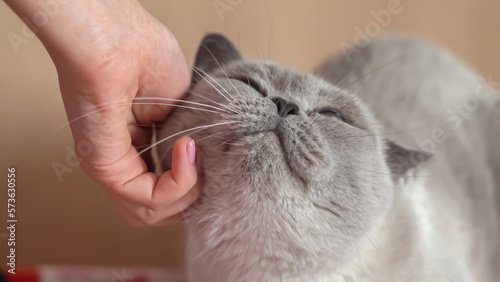 Foto cat gets pleasure from hand caresses
