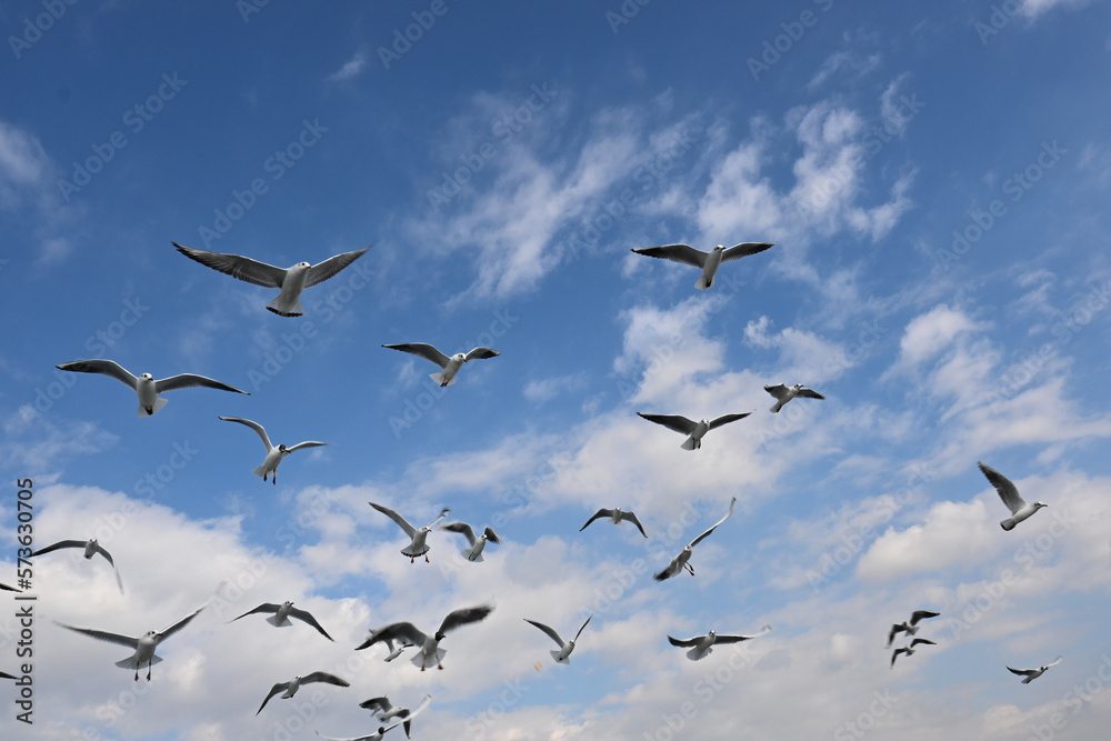 Obraz premium seagulls flying in the blue sky