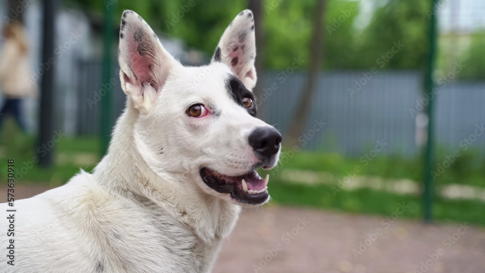 white purebred dog looks into the distance white purebred dog looks into the distance