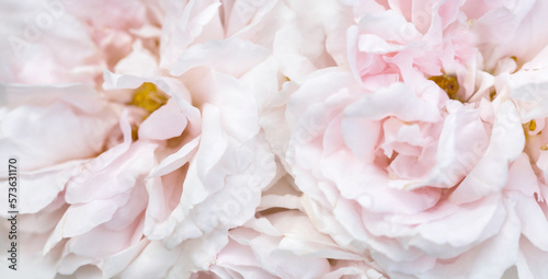 Romantic banner, delicate white roses flowers close-up. Fragrant crem pink petals.