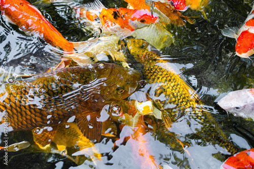 Many colorful Koi fishs in pool. Koi or more specifically nishikigoi