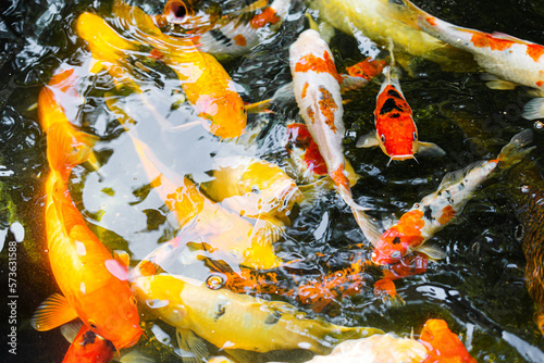 Many colorful Koi fishs in pool. Koi or more specifically nishikigoi	
