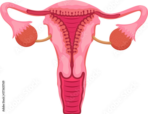 Female reproductive system with main parts