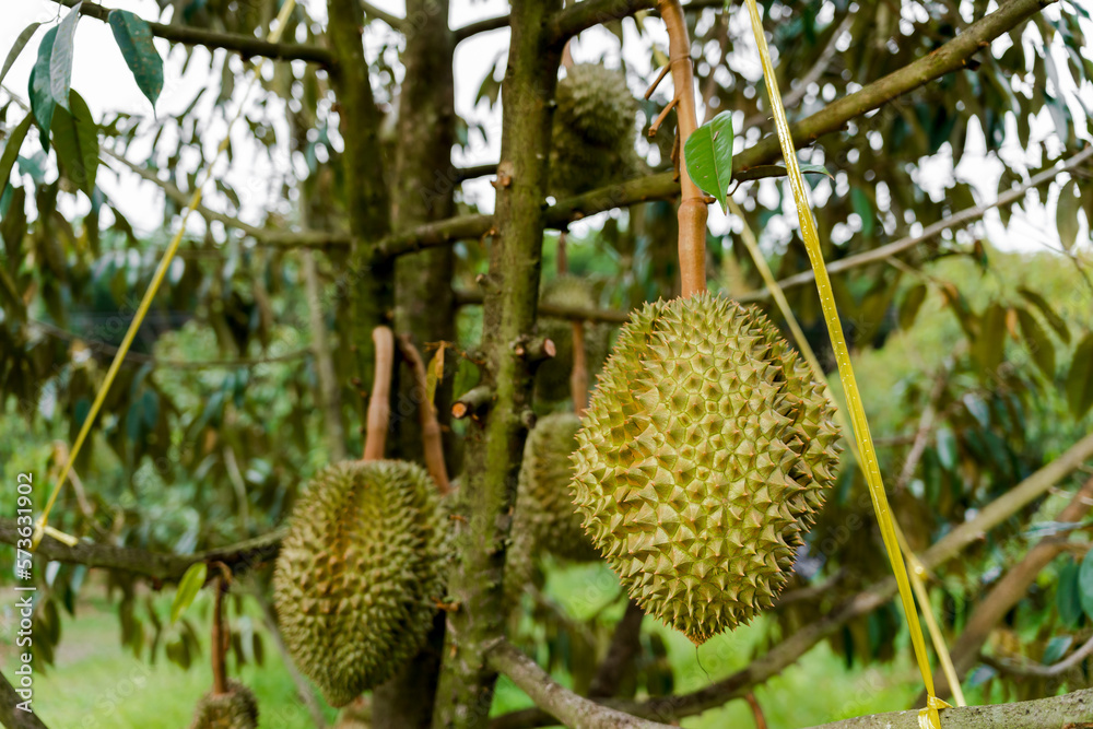 durians on the durian tree in organic durian orchard . famous fruit of eastern Thailand durians on the durian tree in organic durian orchard . famous fruit of eastern Thailand