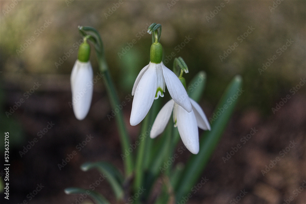 Galanthus elwesii, Schneeglöckchen, Frühling, Blumen, Blüten Galanthus elwesii, Schneeglöckchen, Frühling, Blumen, Blüten