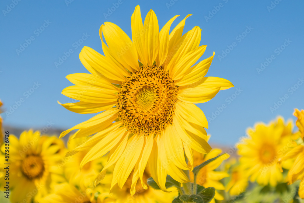 Yellow Sunflower blooming field natural background Yellow Sunflower blooming field natural background