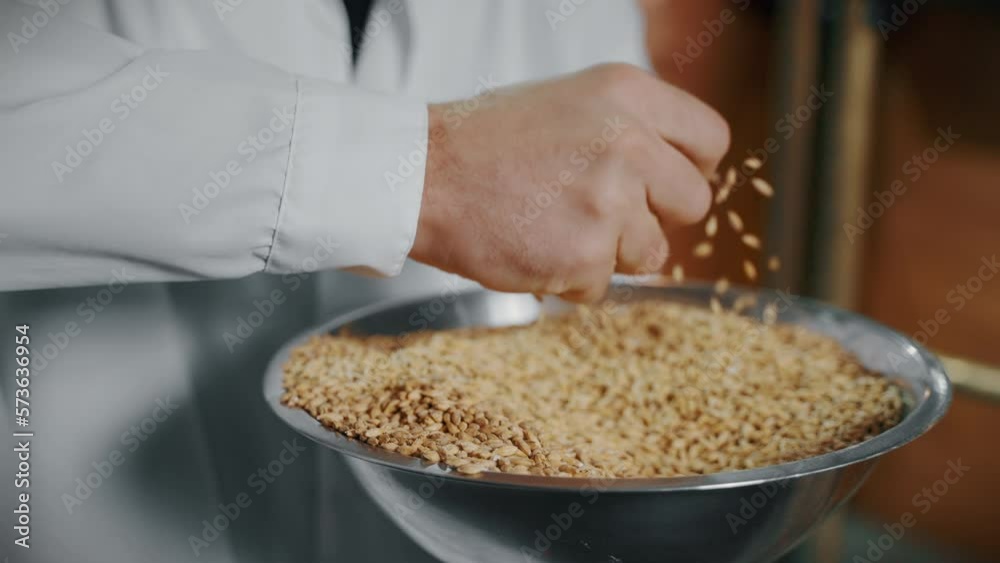 brewer is checking malt in modern brewery, factory of beer production brewer is checking malt in modern brewery, factory of beer production