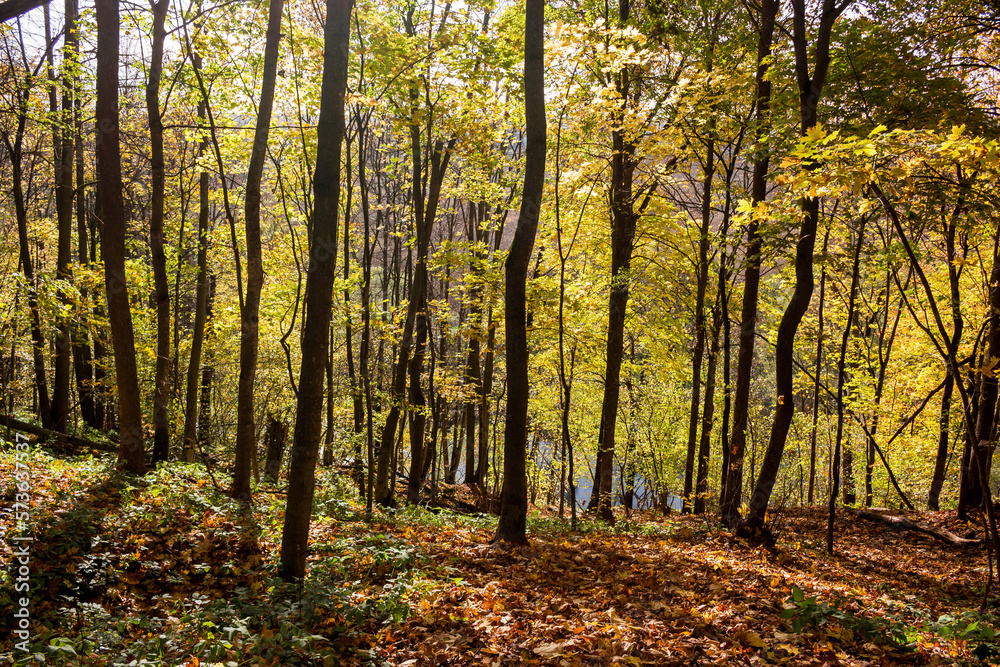 Steep descent on a slope in a picturesque autumn forest, golden autumn