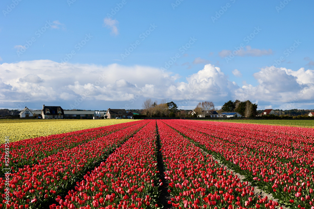 Tulip and daffodil fields in spring. Lisse, South Holland, The Netherlands.