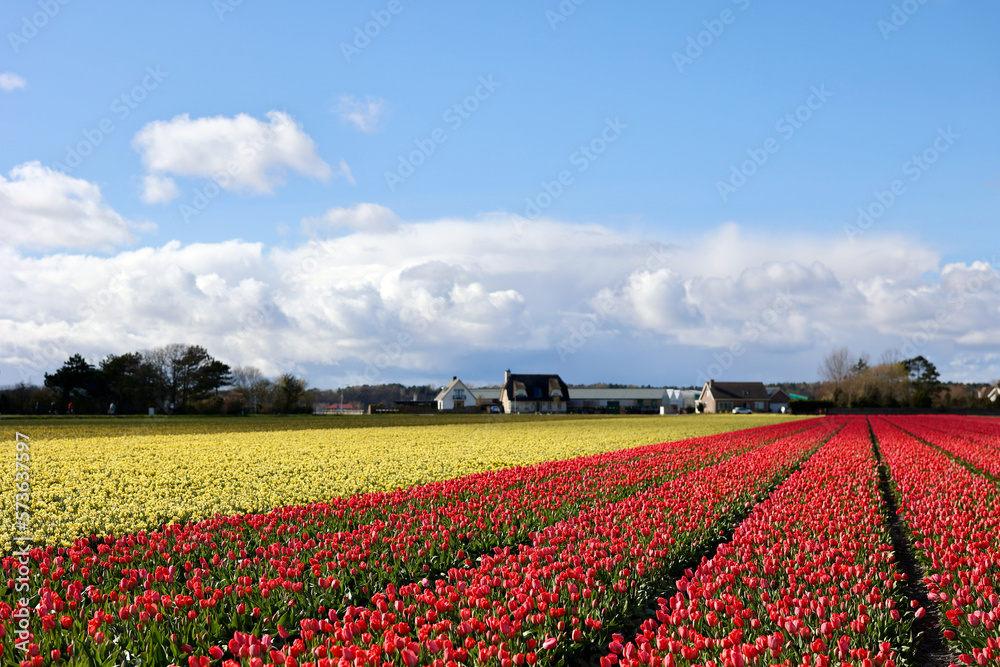 Tulip and daffodil fields in spring. Lisse, South Holland, The Netherlands. Tulip and daffodil fields in spring. Lisse, South Holland, The Netherlands.