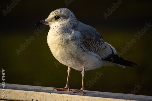 black headed gull © Johan