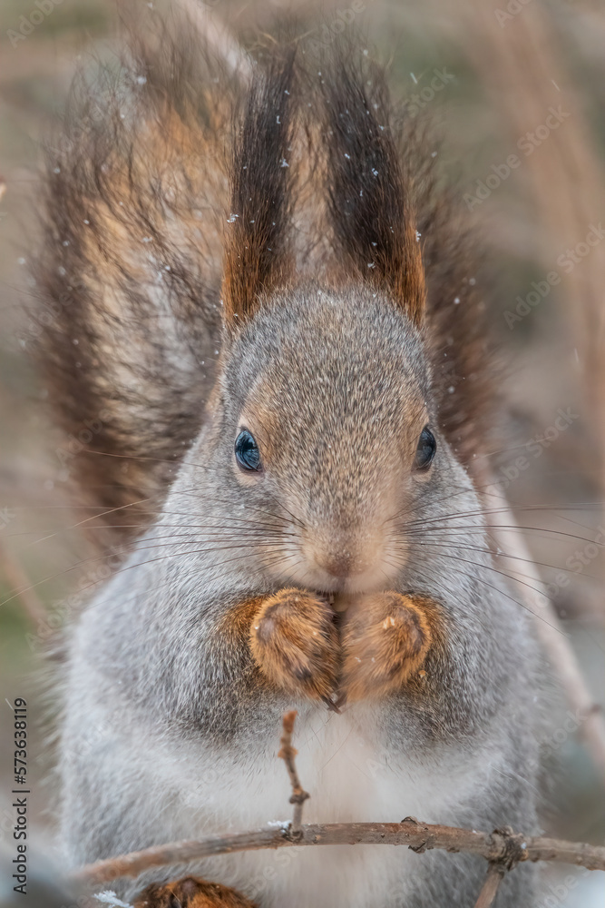Fototapeta premium The squirrel with nut sits on tree in the winter or late autumn. Portrait of the squirrel close-up