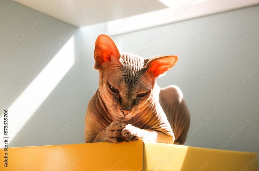 Naklejka premium Pretty cute beautiful gray bald hairless Canadian Sphynx cat lying peacefully on yellow box with paws folded together. A pet, domestic animal relazing in sunlight. Feline calmness Sphinx cats indoors.