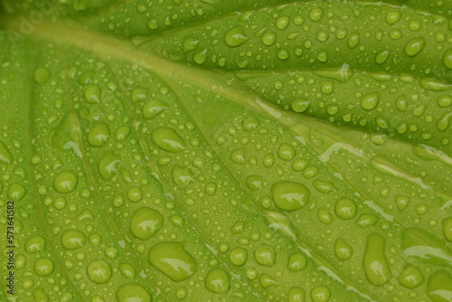 Green leaves for background. macro natural green background, nature texture, leaf on water drops.