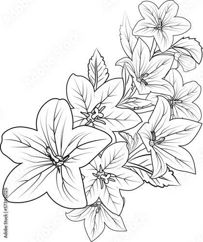 bouquet of  Campanula Bellflower, Easy flower coloring pages, bellFlower zentangle art easy sketches with decorative doodle outline design for adult coloring pages
