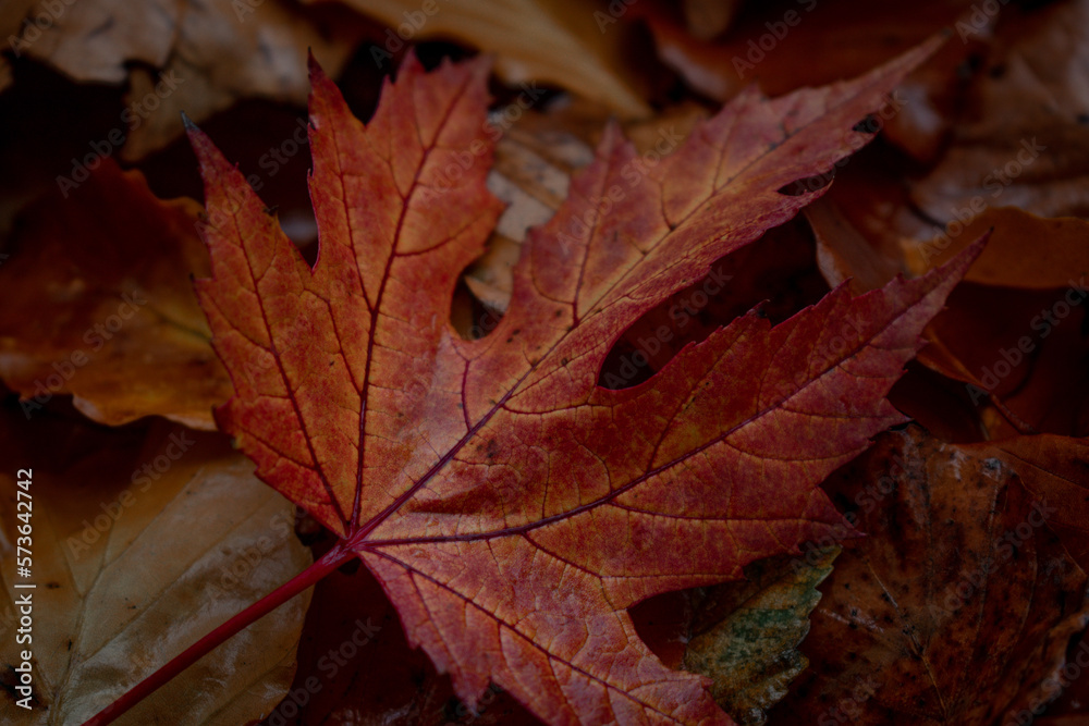 red orange autumn maple leaf on the ground red orange autumn maple leaf on the ground