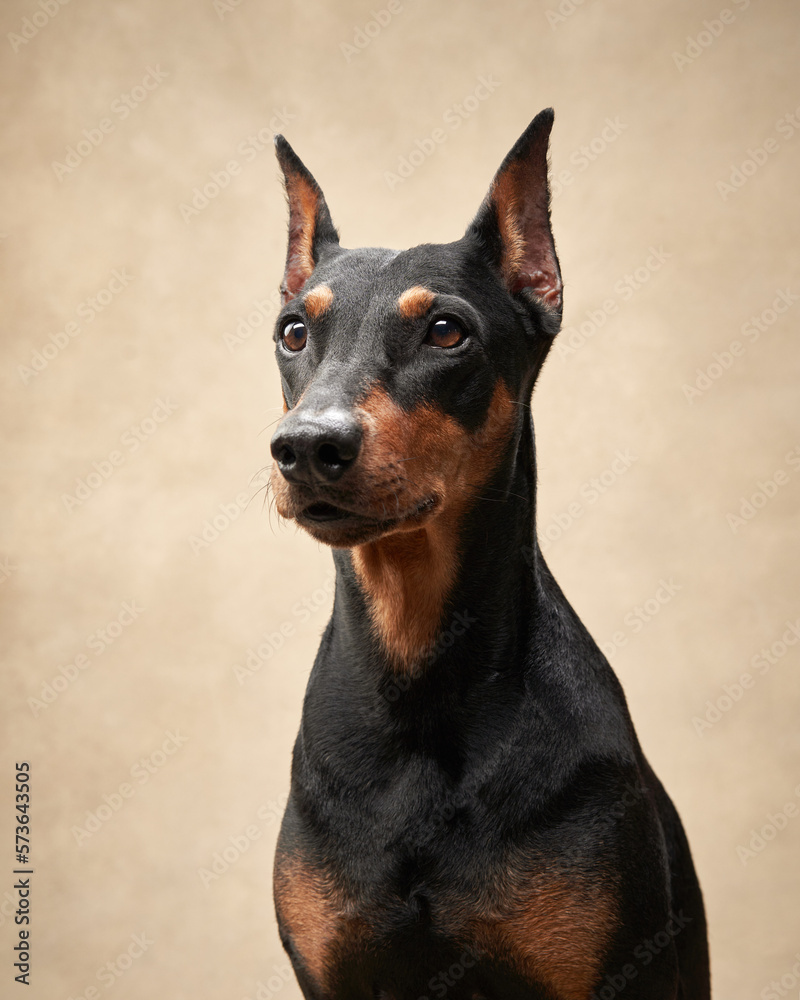 Standard pinscher on a beige background. Portrait of a dog in the studio. beautiful pet