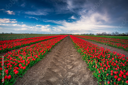 A carpet of blooming tulips in the field of northern Poland