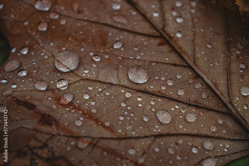 Autumn leaf with water rain droplets close up macro detail 
