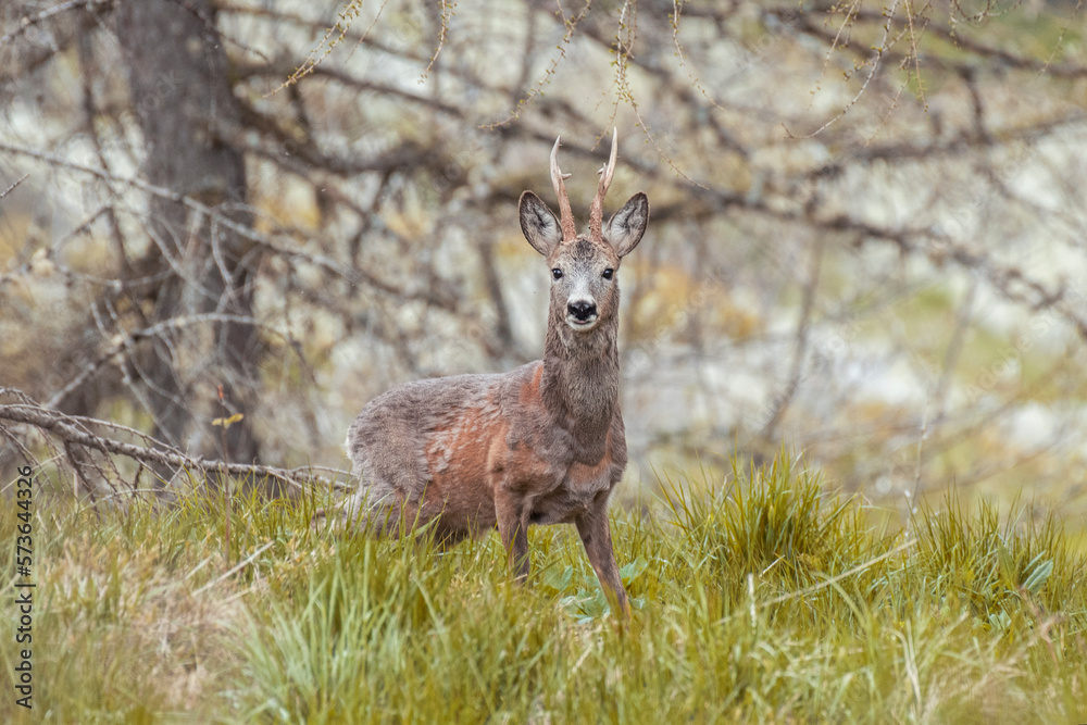 Beautiful male roe deer (Capreolus capreolus) with moulted fur standing in an alpine meadow against a background of larch trees. Alps mountains, Italy. May.