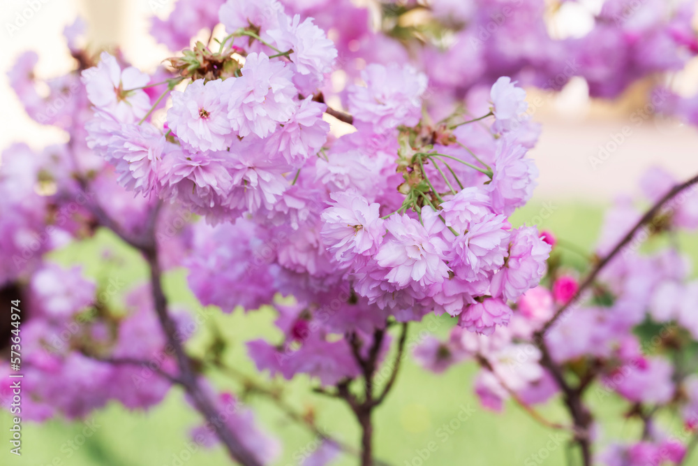 Cherry blossoms close up. Nature floral background. Pink sakura flowers in spring. Seasonal wallpaper. Cherry blossom branch on blurred background. Cherry blossoms close up. Nature floral background. Pink sakura flowers in spring. Seasonal wallpaper. Cherry blossom branch on blurred background.
