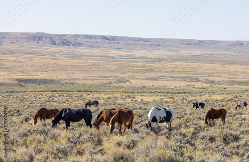 Beutiful Wild Horses in Autumn in the Wyoming Desert