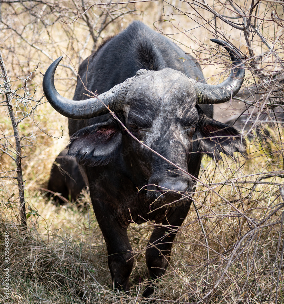 African Buffalo (Syncerus Caffer) close-up shot in Kruger National Park, South Africa African Buffalo (Syncerus Caffer) close-up shot in Kruger National Park, South Africa