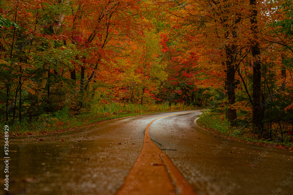 Fototapeta premium road in autumn forest