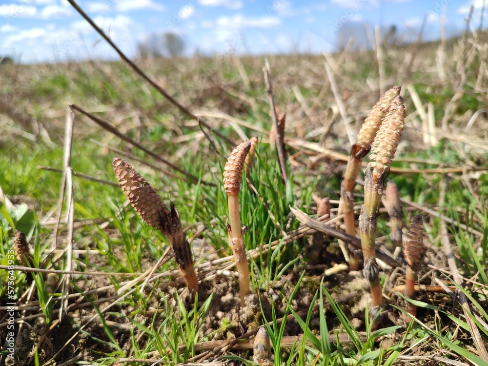 horsetail on a field in early spring
horsetail on a field in early spring