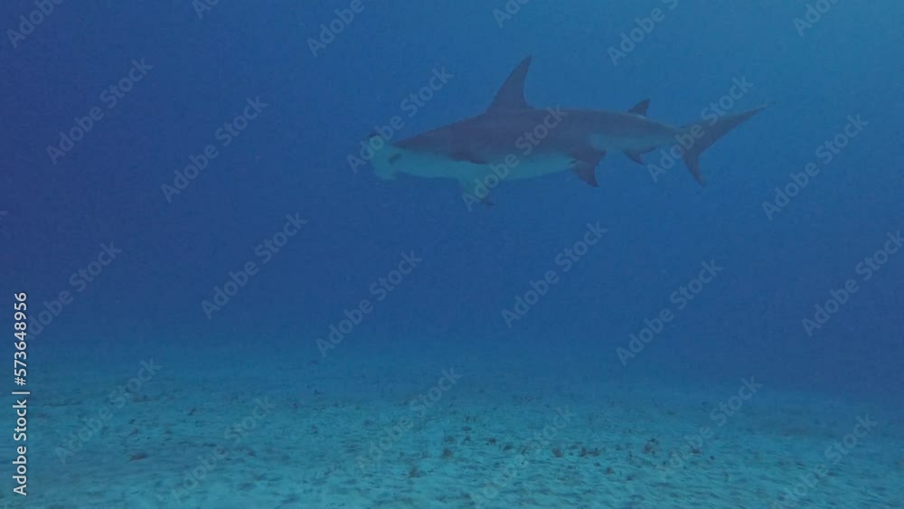 4k video of divers interacting with Great Hammerheads (Sphyrna mokarran) in Bimini, Bahamas 4k video of divers interacting with Great Hammerheads (Sphyrna mokarran) in Bimini, Bahamas