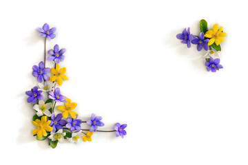 Violet blue flowers hepatica, white and yellow flowers anemone on a white background with space for text. Top view, flat lay