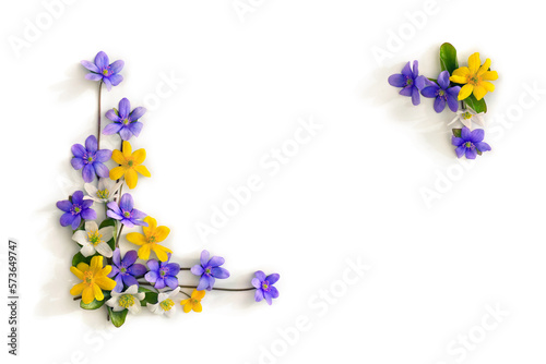 Fototapeta Violet blue flowers hepatica, white and yellow flowers anemone on a white background with space for text