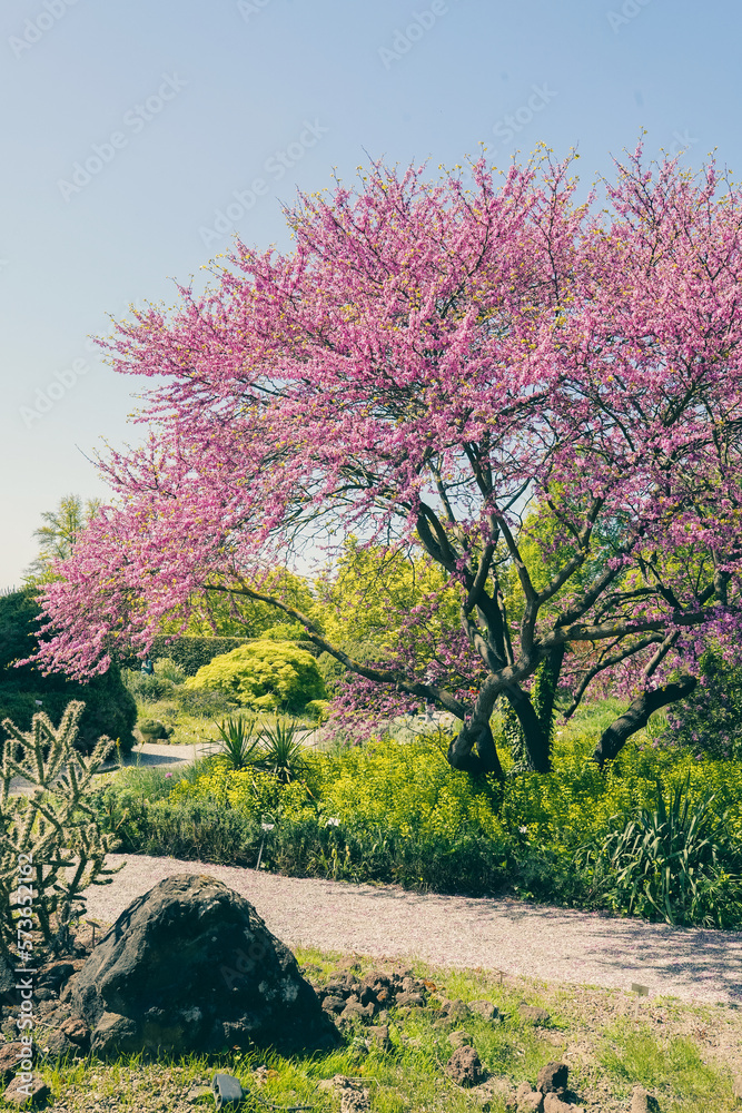 Fototapeta premium Blossoming cherry on gentle light blue sky background in sunlight.