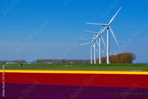 wind turbines and tulipfields photo