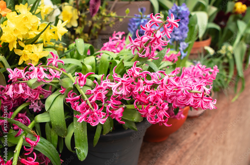 Fototapeta premium Spring flowers in the pots