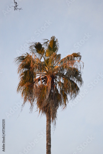 Californial palm photo