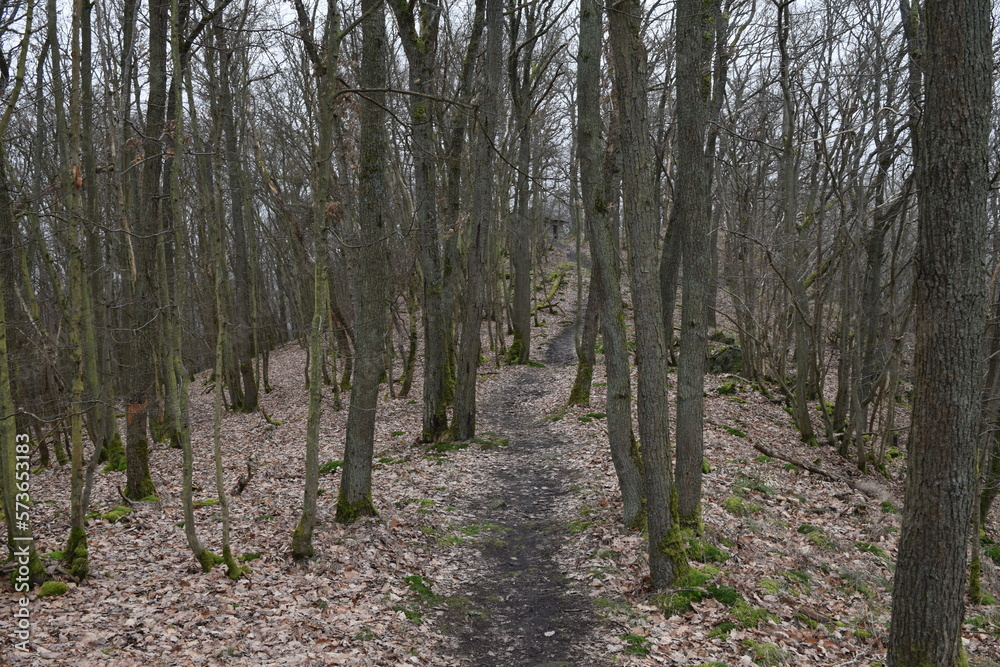 hiking trail to the Goethe point; Germany; Rhineland-Palatinate
