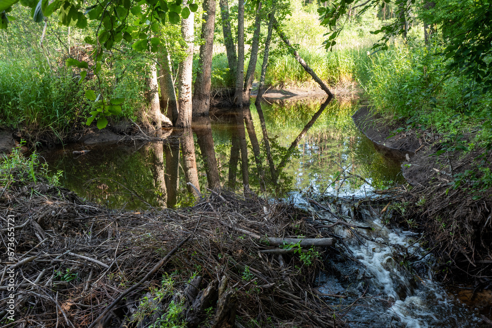 stream in the old protected forest