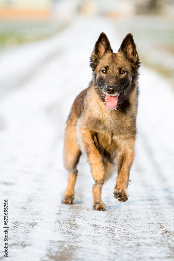 Naklejka premium belgian shepherd tervueren dog running towards the camera in snowy winter
