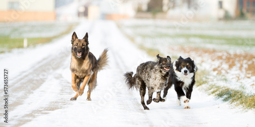 Photography group of three dogs racing towards the camera in snowy winter