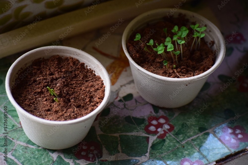 new life new life