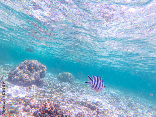 Underwater view of Anse Royale seabed