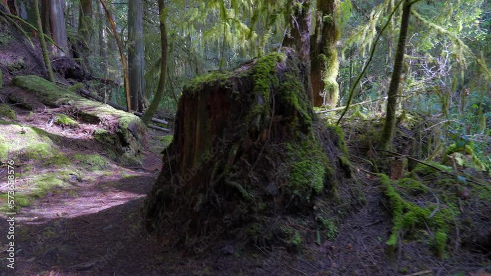 Establishing shot of trail in park in slow motion at summer day in Vancouver, Canada, North America. Day time on September 2022. Moving forward camera. ProRes 422 HQ.