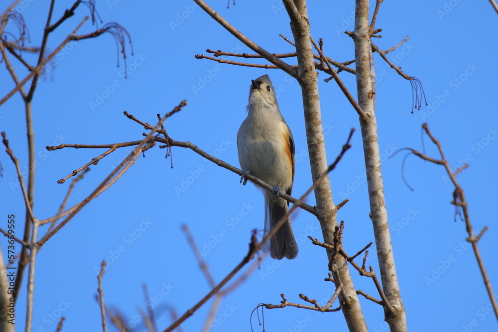 Perched adult tufted titmouse, chirping on branch against sunny blue sky. 