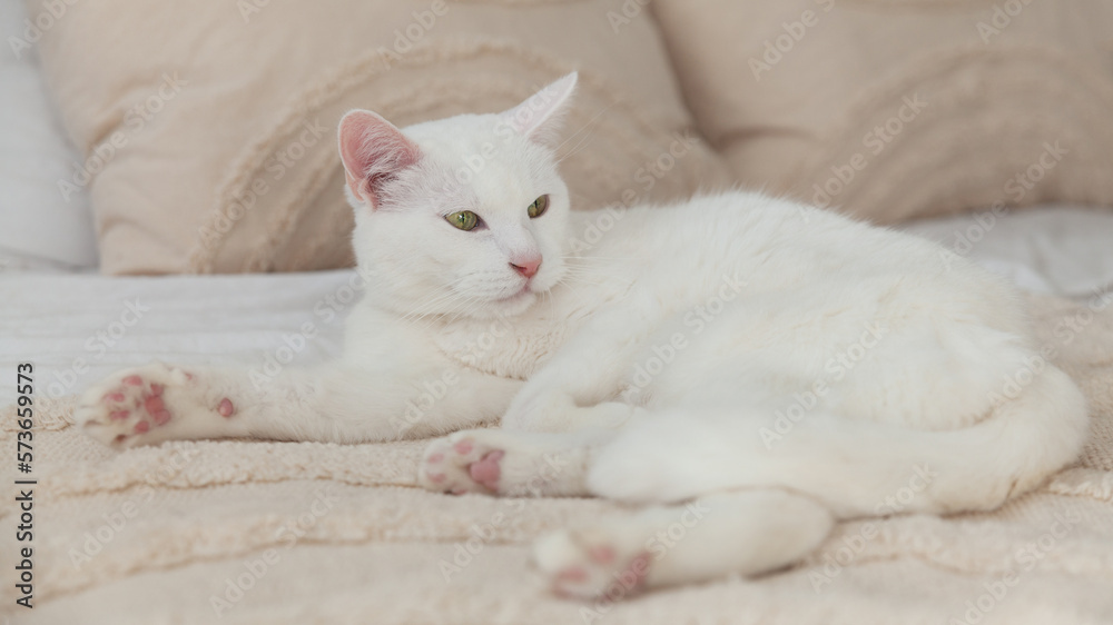 Cute mixed breed green eyes white fur cat on bed with beige woven plaid and pillows.